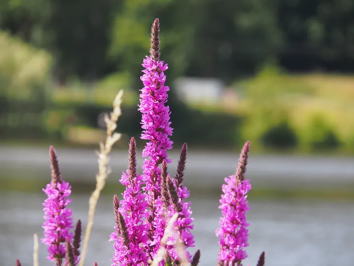 Vielsalm (Belgium)